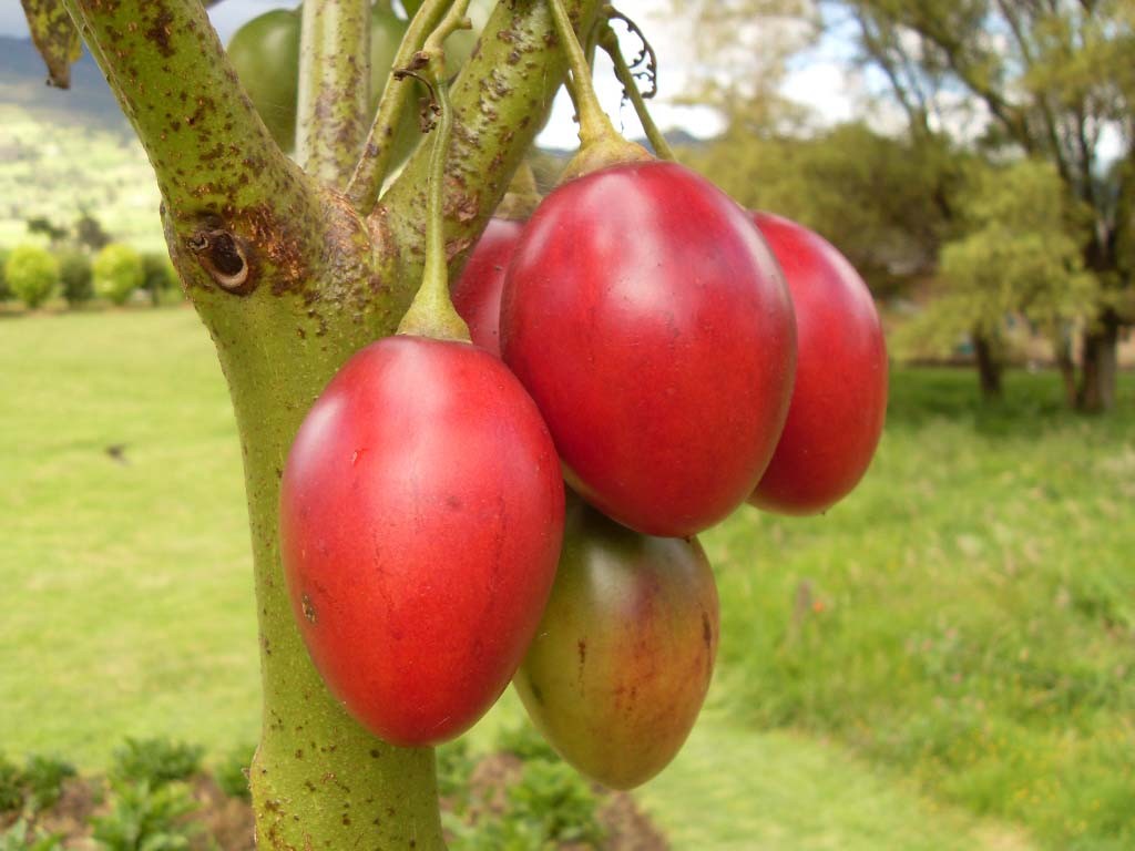 Beneficios del Tomate de Arbol - Blog Nutriline